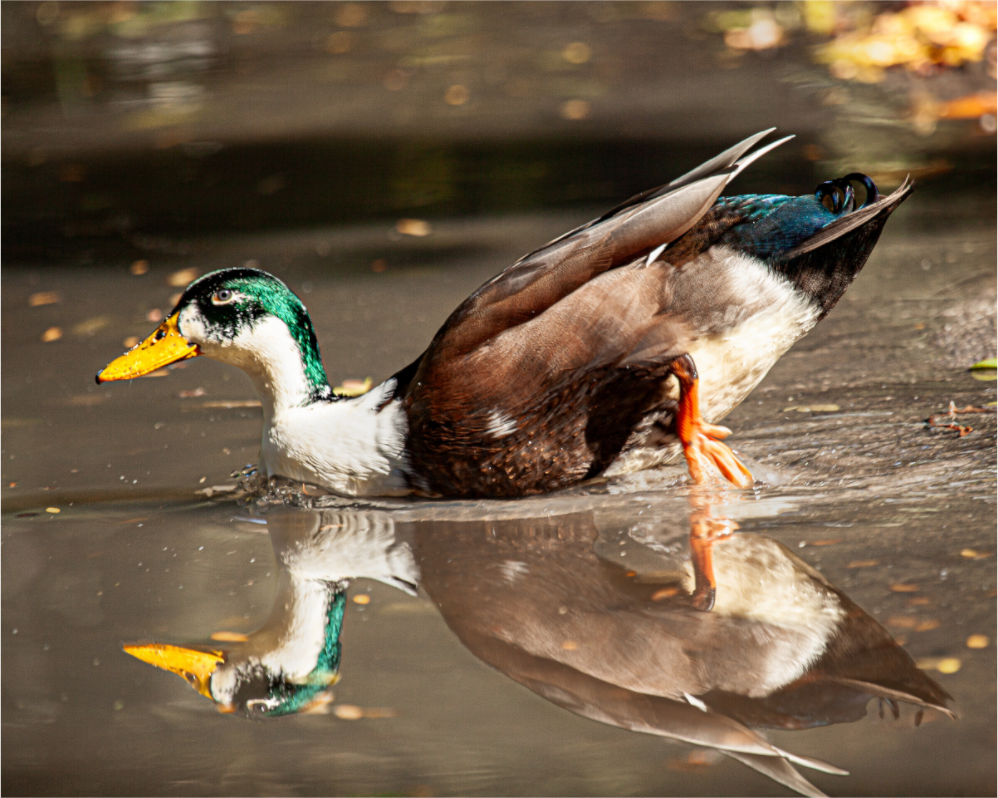 Main image Mallard Duck Magic