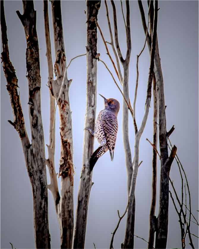 Main image Northern Flicker on Dead Tree Salt Lake City Utah