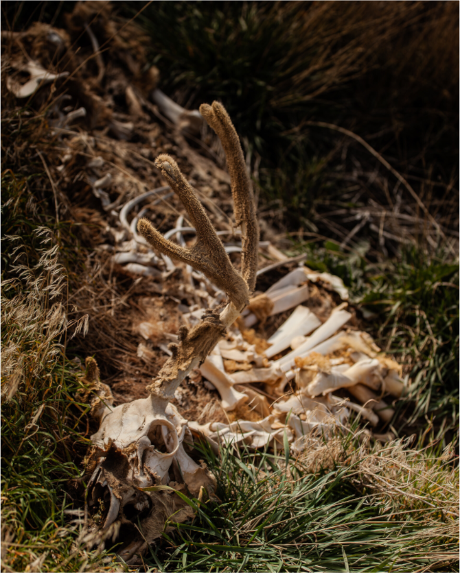 Main image Mule Deer Carcass with Velvet Antlers Salt Lake City