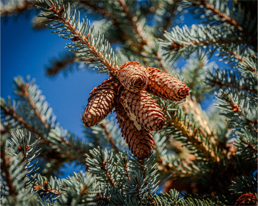 Main image Blue Spruce Pinecones Salt Lake City Utah