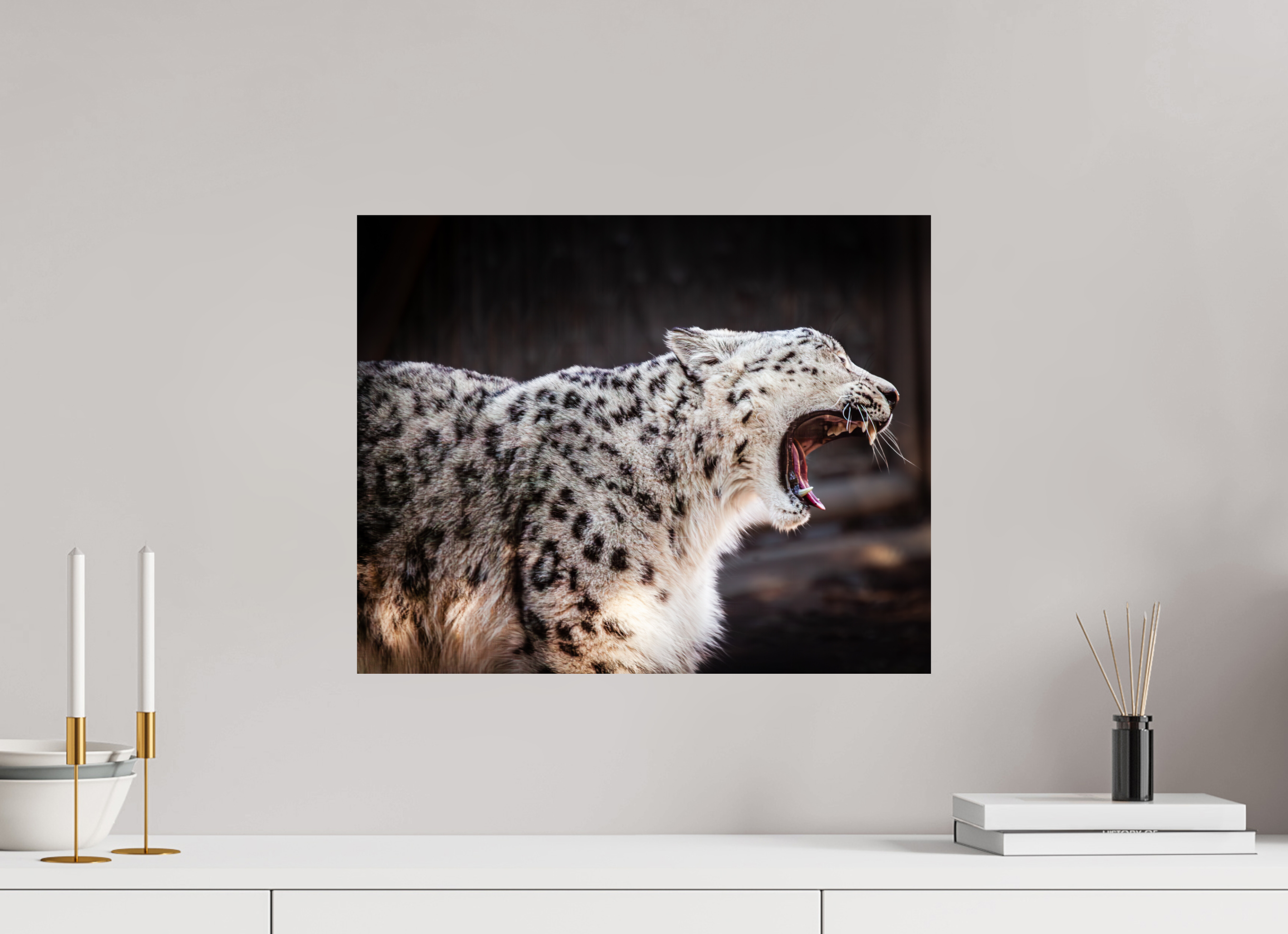 20 x 16″, Photo Print On Fuji Crystal DP II Snow Leopard Yawning Profile Hogle Zoo Salt Lake City