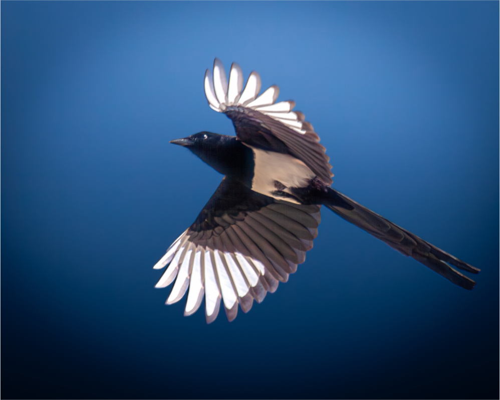 Main image Black-billed Magpie in Flight Salt Lake City