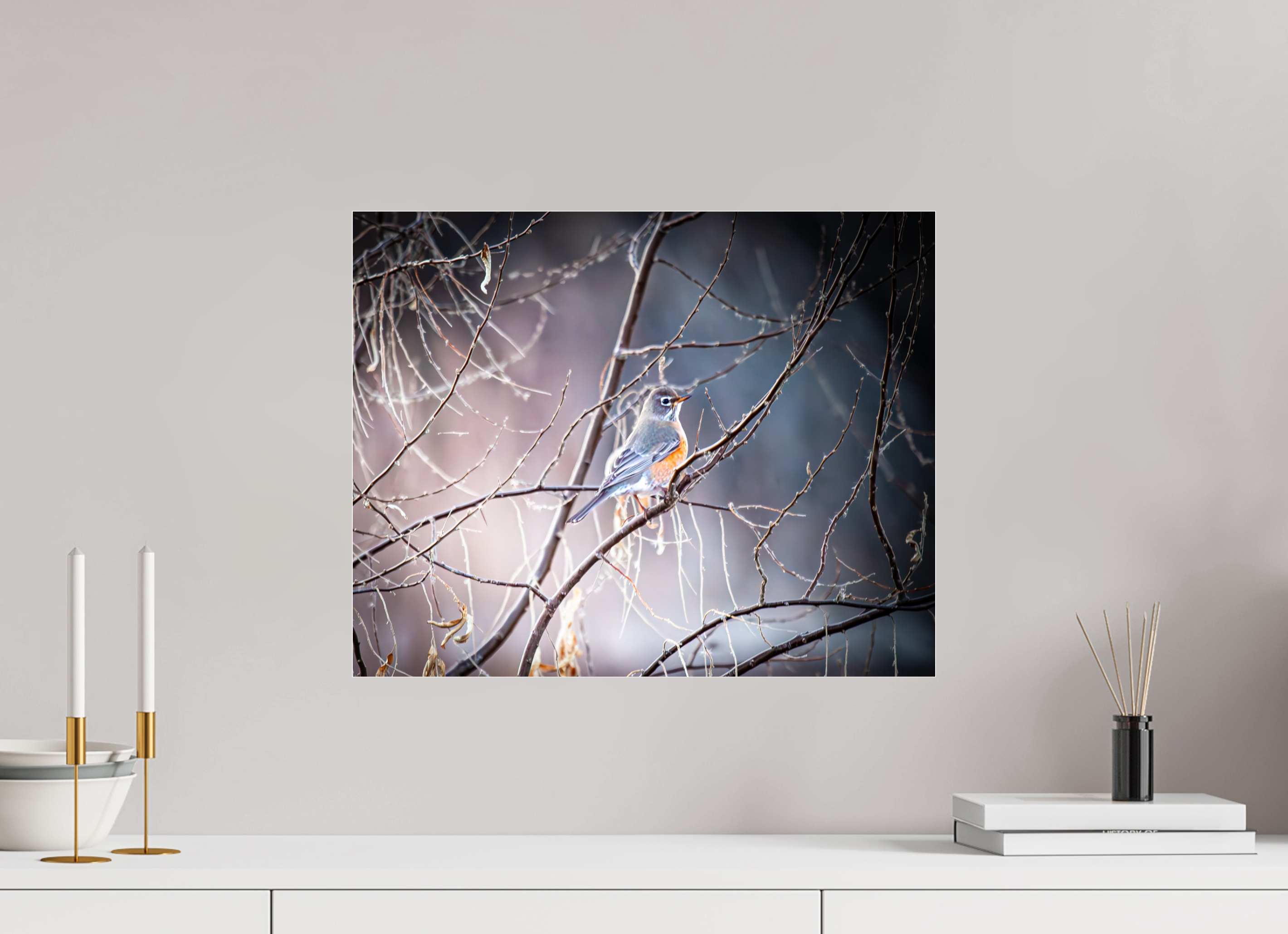 20 x 16″, Photo Print Under Acrylic Glass American Robin Perched in Winter Branches Salt Lake City