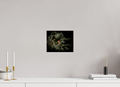 10 x 8″, Photo Print On Fuji Crystal DP II Male House Finch in Blue Spruce Salt Lake City Utah