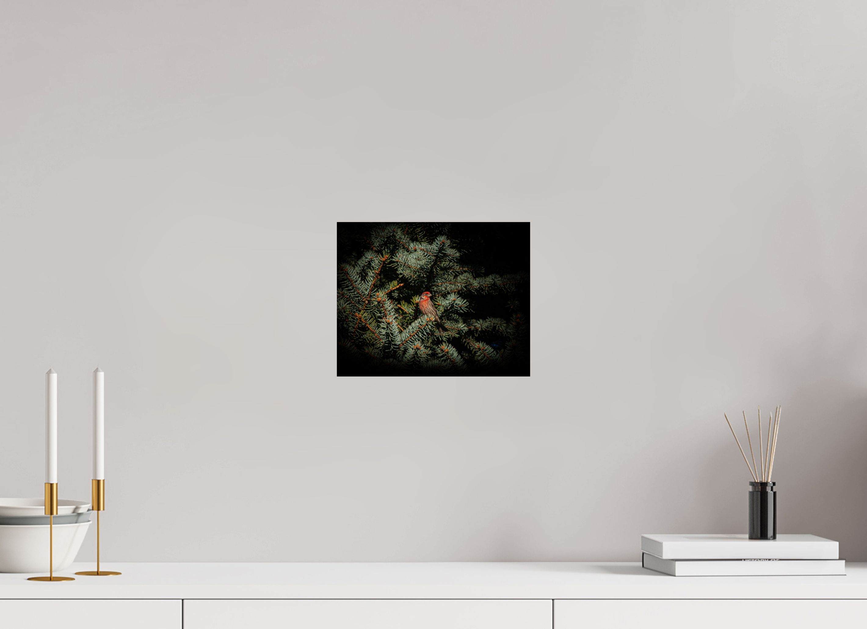 10 x 8″, Photo Print On Fuji Crystal DP II Male House Finch in Blue Spruce Salt Lake City Utah